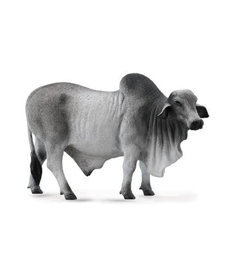 TORO BREYER BRAHMAN